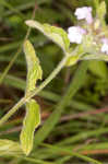 Wild basil 